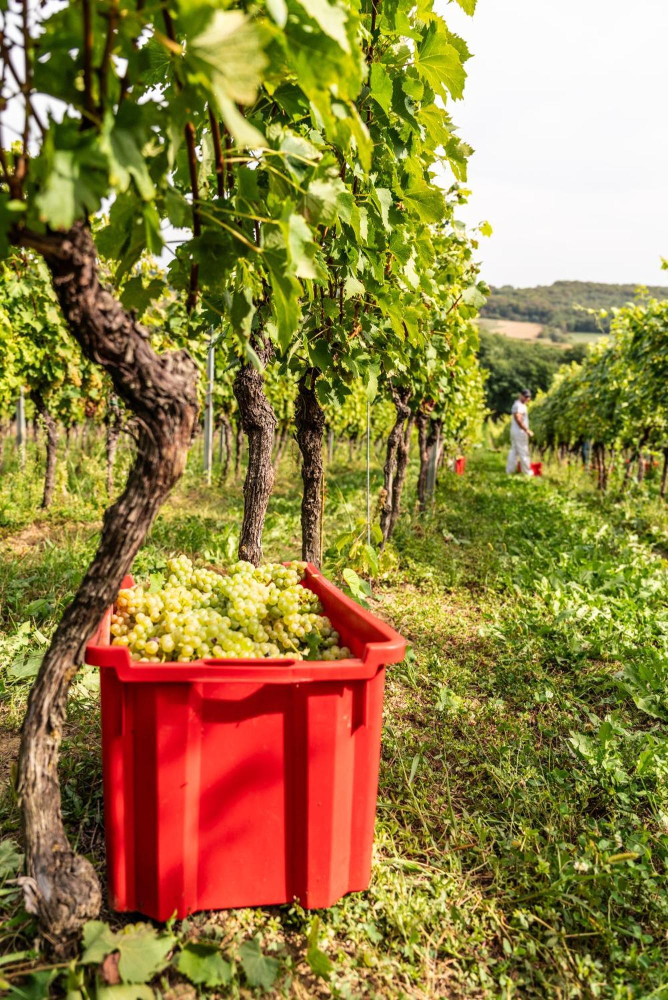 Bed&Breakfast Vinarija Coner Bjelovar Bagian luar foto